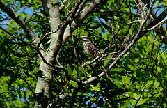 Myiodynastes luteiventris