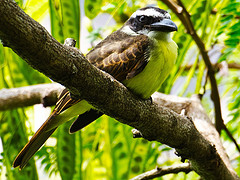 Megarynchus pitangua