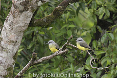 Tyrannopsis sulphurea