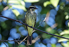 Empidonomus varius