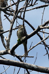 Griseotyrannus aurantioatrocristatus