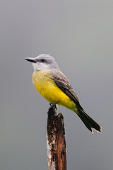 Tyrannus albogularis