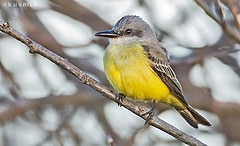 Tyrannus melancholicus