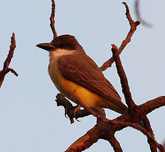 Tyrannus crassirostris