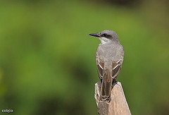 Tyrannus dominicensis