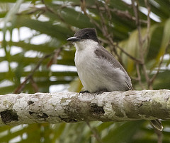 Tyrannus caudifasciatus