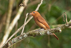 Rhytipterna holerythra