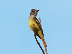 Myiarchus yucatanensis