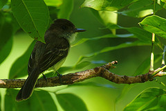 Myiarchus barbirostris