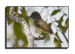 Myiarchus tuberculifer