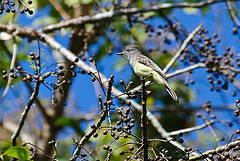 Myiarchus panamensis