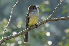 Myiarchus cephalotes