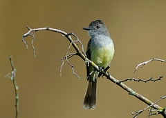 Myiarchus phaeocephalus