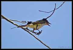 Myiarchus cinerascens