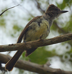 Myiarchus tyrannulus