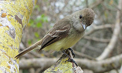 Myiarchus magnirostris