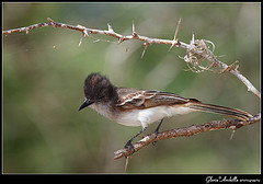 Myiarchus antillarum