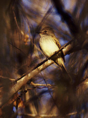 Deltarhynchus flammulatus