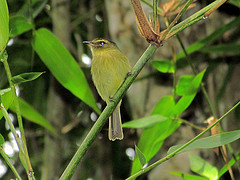 Ramphotrigon megacephalum