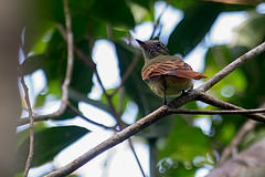 Ramphotrigon ruficauda