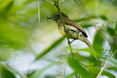 Ramphotrigon fuscicauda