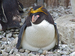 Eudyptes chrysolophus