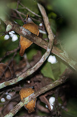 Attila citriniventris