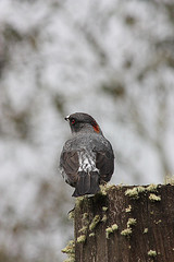 Ampelion rubrocristatus