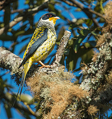 Phibalura flavirostris