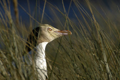 Megadyptes antipodes