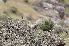 Zaratornis stresemanni