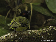 Carpornis melanocephala