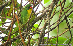 Pipreola aureopectus