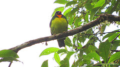 Pipreola lubomirskii