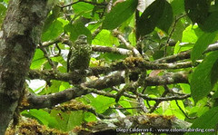 Ampelioides tschudii