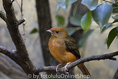 Phoenicircus carnifex