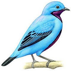 Cotinga amabilis