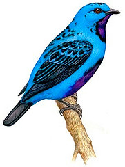 Cotinga ridgwayi