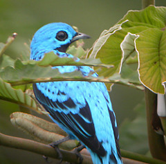 Cotinga nattererii