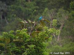 Cotinga maynana