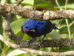 Cotinga cotinga