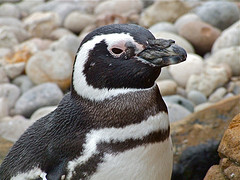 Spheniscus magellanicus