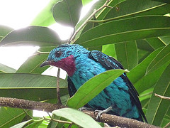 Cotinga cayana