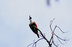 Procnias tricarunculatus