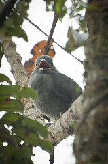 Lipaugus fuscocinereus