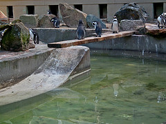 Spheniscus humboldti