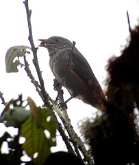 Lipaugus uropygialis
