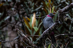 Lipaugus streptophorus