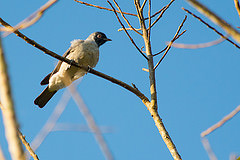 Conioptilon mcilhennyi