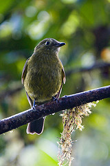 Snowornis cryptolophus